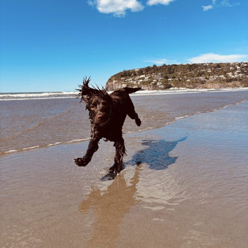 Dog running on beach in Sumner Bay near Sumner Bay Motel