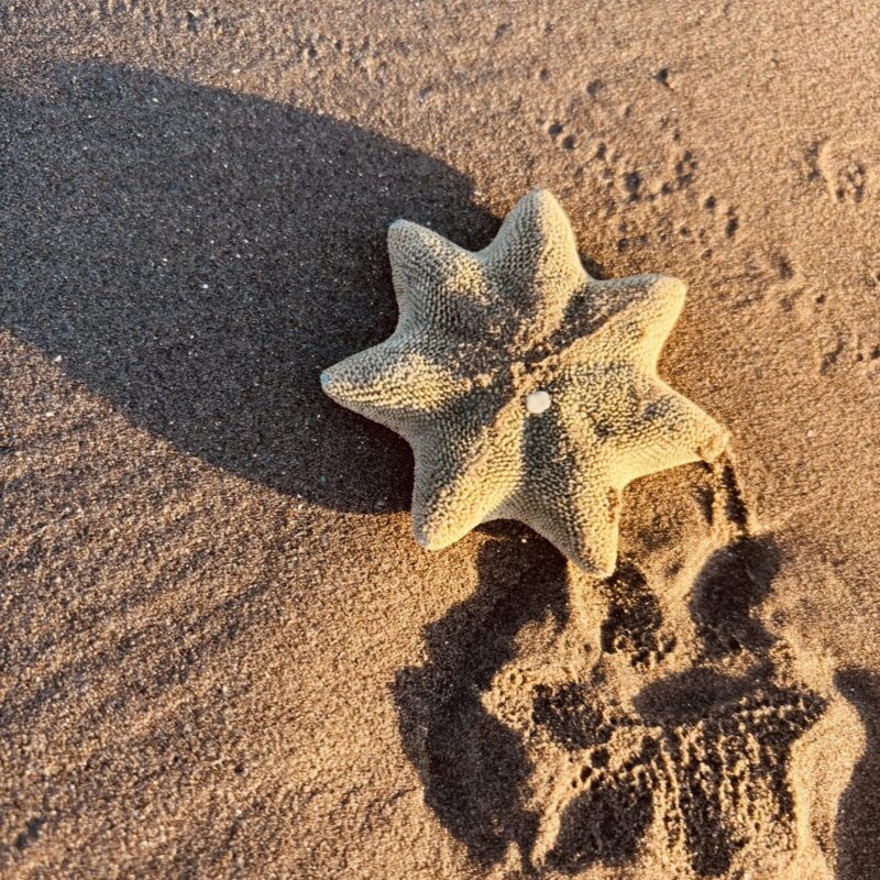Close up of a starfish found on the beach in Sumner