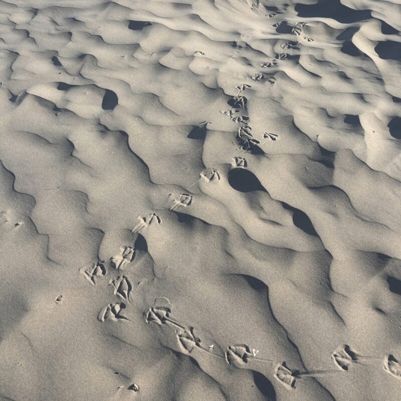Seagull footprints on sand at Sumner beach in Christchurch